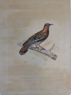 Item #51-7437 Colombi-Galline des Gallapagos. Gal&aacute;pagos dove (Zenaida galapagoensis). First...