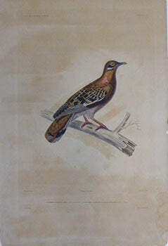 Item #51-7437 Colombi-Galline des Gallapagos. Galápagos dove (Zenaida galapagoensis). First...