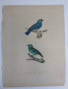 Item #51-7438 Tangara &agrave; nuque rousse et tangara labrador.. Golden-naped Tanager and metallic-green tanager. First edition of the engraving. Paul Louis Oudart, after, engraver H. Legrand.