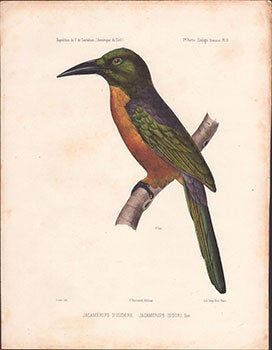 Item #51-7439 Jacaméros d'Isidore. Great Jacamar. Jacamerops aureus isidori,. First edition...