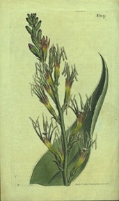 Edwards, Sydenham Teast - A Type of Aloe