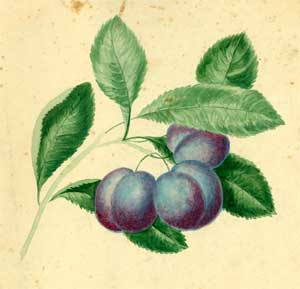 Item #59-2379 Study of Plums on the Branch. Victorian watercolor painter