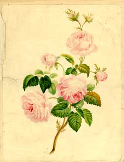 Item #59-2381 Study of Roses. Watercolor sketch artist