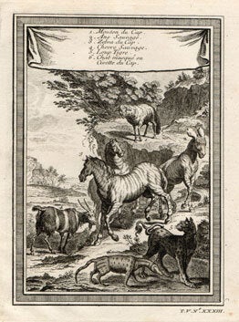 Item #59-3111 1. Mouton du Cap. 2. Ane Sauvage. 3. Zebra du Cap. 4. Chevre Sauvage. 5. Loup...