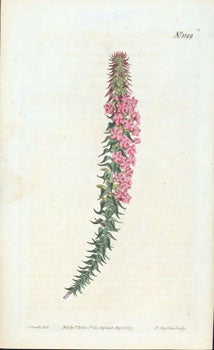 Edwards, Sydenham, artist; F. Sansom, engraver - No. 1199. Epacris Pungens (Var. ) Rubra. Red-Flowered Pungent Epacris