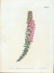 Item #59-3605 No. 1199. Epacris Pungens (var.) Rubra. Red-flowered Pungent Epacris. Sydenham...