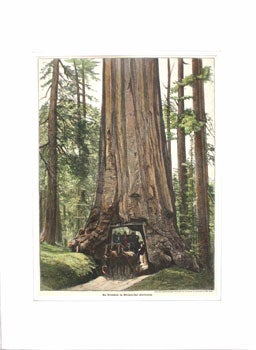 Item #59-4152 Ein Riesenbaum im Mariposa-Thal (Kalifornien). Underwood and Underwood