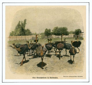 Item #59-4199 Eine Strauchenfarm in Kalifornien (An Ostrich Farm in California). Anonymous...