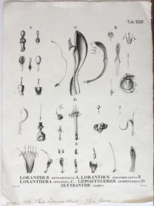 Item #59-4210 Flora Javae nec non insularum adjacentium. Carolo Ludovico Blume, Karl Ludwig Blume