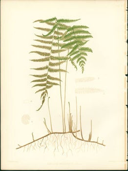 Item #59-4219 Aspidium Thelypteris. J. H. Emerton
