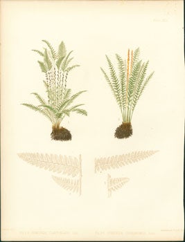 Emerton, J. H. - Osmunda Claytoniana, Osmunda Cinnamomea