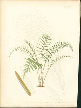 Item #59-4222 Blechnum Serrulatum. J. H. Emerton