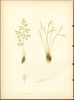 Item #59-4226 Asplenium Ruta-Muraria, Asplenium Septentrionale. J. H. Emerton