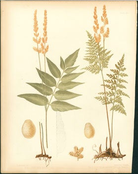 Item #59-4229 Aneimia Mexicana, Aneimia Adiantifolia. J. H. Emerton