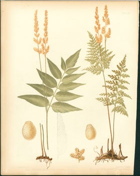 Item #59-4229 Aneimia Mexicana, Aneimia Adiantifolia. J. H. Emerton