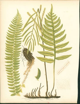 Item #59-4230 Aspidium Lonchitis, Woodwardia Angustifolia. J. H. Emerton