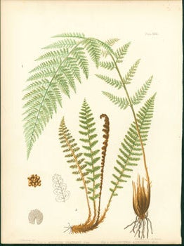 Item #59-4232 Aspidium Fragrans, Phegopteris Alpestris. J. H. Emerton