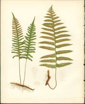 Emerton, J. H. - Polypodium Vulgare, Polypodium Californicum