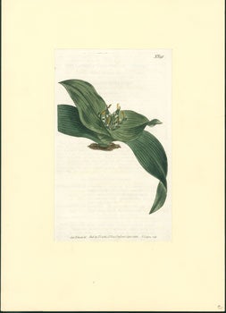Item #59-4237 Melanthium Eucomoides. Dwarf Melanthium. Sydenham Edwards