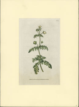 Item #59-4239 Calceolaria Pinnata. Pinnated Slipperwort. William Curtis