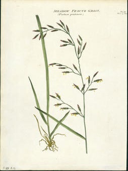 Item #59-4240 Meadow Fescue Grass (Festuca pratensis). R. W. Dickson, William Salisbury