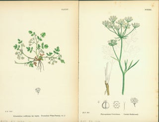 Item #63-1696 English Botany: Or, Coloured Figures of British Plants. James Sowerby, John Edward...