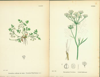 Item #63-1696 English Botany: Or, Coloured Figures of British Plants. James Sowerby, John Edward Sowerby, John Thomas Boswell Syme, Mrs. Lankester, illustr.