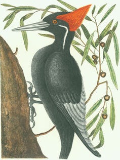 Item #63-2110 The Natural History of Carolina, Florida and the Bahama Islands. Containing Fifty...