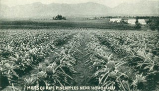 Item #63-2572 Miles Of Ripe Pineapples Near Honolulu. 20th Century American Photographer