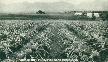 Item #63-2572 Miles Of Ripe Pineapples Near Honolulu. 20th Century American Photographer.