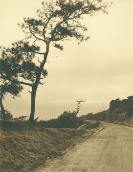 Item #63-2751 Black and White Photograph, tree lined path heading to coastline (Northern California?). 20th Century American Photographer.