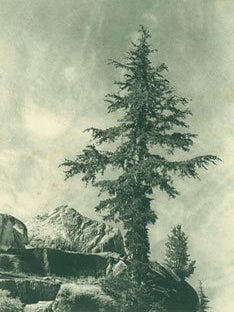 Item #63-3670 Sierra Club Bulletin, Vol. XVII, No. 1. February 1932. Sierra Club, Ansel Adams,...
