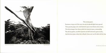 Item #63-4059 Point Lobos (Prospectus). Robinson Jeffers, Wolf Von Dem Bussche, phot.
