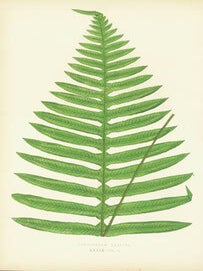 Item #63-4329 Polypodium Latipes, XXXIX - Vol. 2. Chromolithograph. Edward Joseph Lowe
