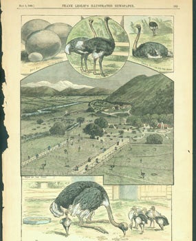 Item #63-5631 California--The Kenilworth Ostrich Farm, Near Los Angeles. Frank Leslie's Illustrated Newspaper.