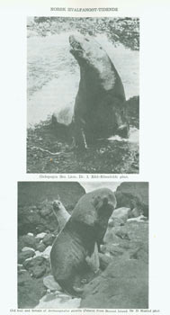 Item #63-6824 Norsk Hvalfangst-Tidende (The Norwegian Whaling Gazette). 1955. Einar Vangstein
