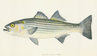 Item #63-6834 Progress Report on Studies of Striped Bass Reproduction in Relation to the Central...
