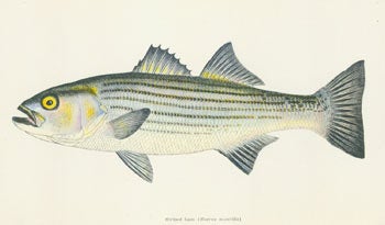 Item #63-6834 Progress Report on Studies of Striped Bass Reproduction in Relation to the Central Valley Project. Original First Edition. Department of Fish State Of California, Bureau of Marine Fisheries Game, A. J. Calhoun, C. A. Woodhull.