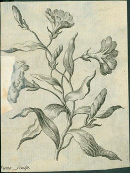 Item #63-7156 Flowers. 18th Century British Engraver
