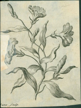 Item #63-7156 Flowers. 18th Century British Engraver
