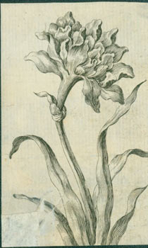 Item #63-7157 Flowers. 18th Century British Engraver