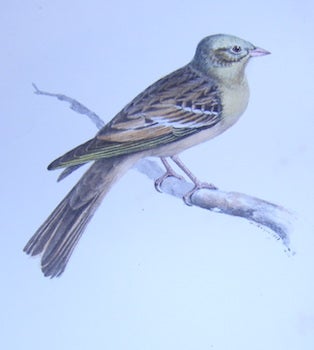 Item #63-9904 Ortolan Bunting, Adult Male. From Volume 2 of Illustrations of British Birds. Henry...