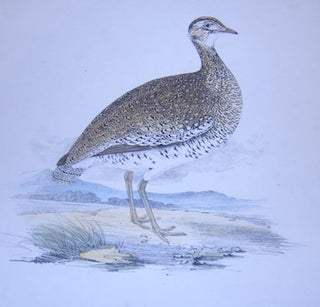 Item #63-9905 Little Bustard, Female. From Volume 2 of Illustrations of British Birds. Henry...
