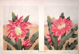 Item #65-0026 Orchid Cactus. R. Chandler