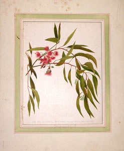 Item #65-0034 The Red Flowered Iron-Bark (Eucalyptus Leucoxylon). Lady Macleay