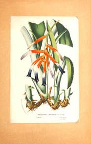 Item #65-0035 Billbergia Liboniana de Jonghe (Brésil. Serre chaude. X. 1048). Stroobant Severeyns, De Pannemaker.