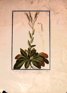 Item #65-0037 Turritis vulgaris, ramosa. J.R.H. 224. Arabis Linn. Virid. Cliff. 339. Ital....
