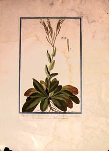 Item #65-0037 Turritis vulgaris, ramosa. J.R.H. 224. Arabis Linn. Virid. Cliff. 339. Ital. Turrite, ovvero Pelosella spicata. Dutch Floral artist.