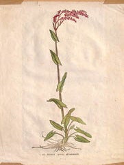 Item #65-0038 46. RUMEX Acetosa. Sauerampfer. Deutscher Blumkunstler