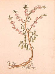 Item #65-0039 50. DAPHNE Mezereum. Beiland. Deutscher Blumkunstler